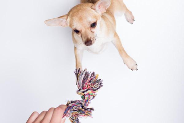 Los mejores juguetes para un chihuahua: juguetes de cuerda y peluches