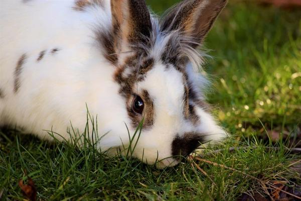 ¿Los conejos ponen huevos o dan a luz? - ¿Cómo se reproducen los conejos?