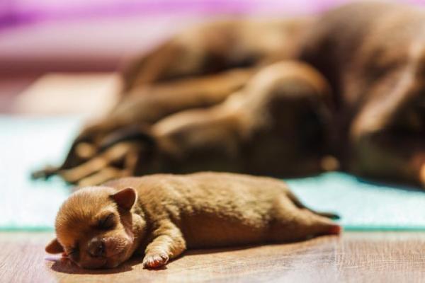 ¿Por qué mi perro mueve a sus cachorros? - Causas y Soluciones - Consejos para evitar que un perro esconda a los cachorros