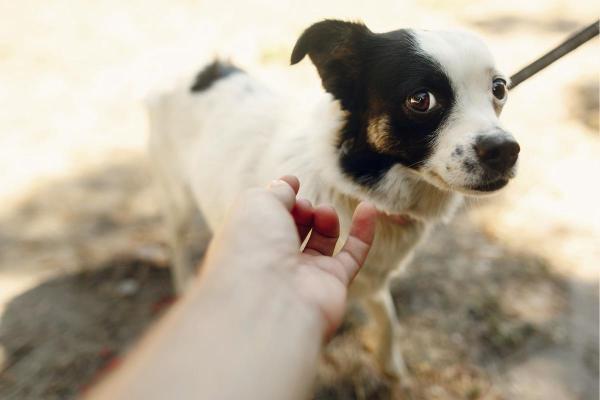 Cómo ayudar a calmar a un perro temeroso - Formas de calmar a tu perro en casa en público