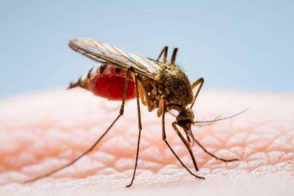 ¿Los mosquitos tienen dientes? - ¿Para qué se utilizan los dientes de mosquito?