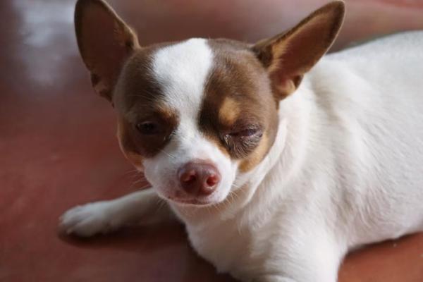 ¿Puedo limpiar los ojos de mi perro con manzanilla?  - Determinar el momento adecuado para limpiar los ojos de tu perro con manzanilla