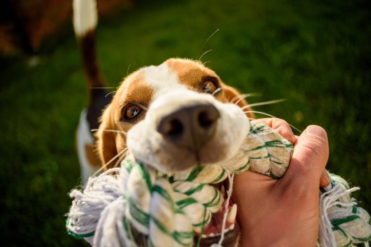 ¿Por Qué Mi Perro Me Saluda Con Un Juguete? ¿por Qué Mi Perro Me Saluda Con Un Juguete?