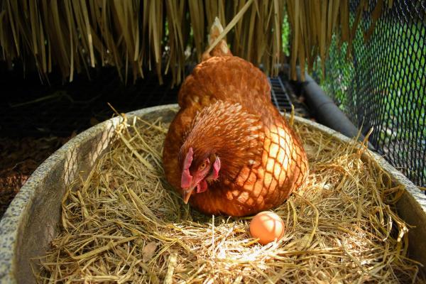 ¿Con qué frecuencia ponen huevos las gallinas? - ¿Las gallinas ponen huevos todos los días?