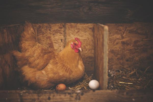 ¿Cuántos huevos pone una gallina? - ¿Cuántos huevos pone una gallina al año?