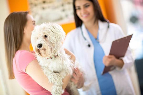 Dieta contra el cáncer en perros - Alimento para perros con cáncer - Suplementos para perros con cáncer