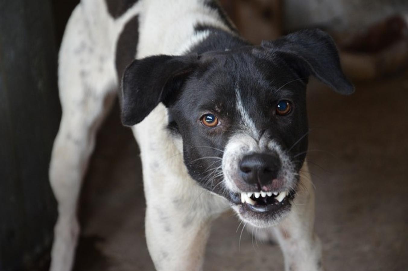 ¿Por Qué Mi Perro Se Muestra Repentinamente Agresivo Conmigo? ¿por Qué Mi Perro Se Muestra Repentinamente Agresivo Conmigo?