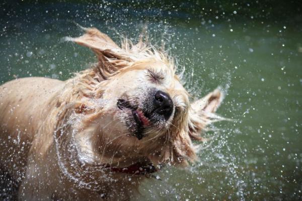 Pasear a tu perro bajo la lluvia: problemas asociados con la humedad