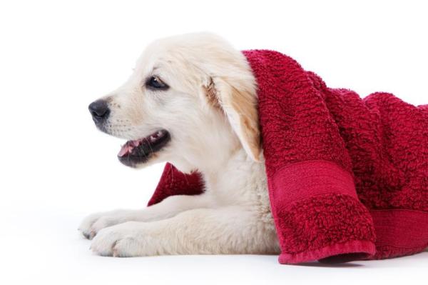 Pasear a tu perro bajo la lluvia - Consejos para pasear al perro bajo la lluvia: antes, durante y después