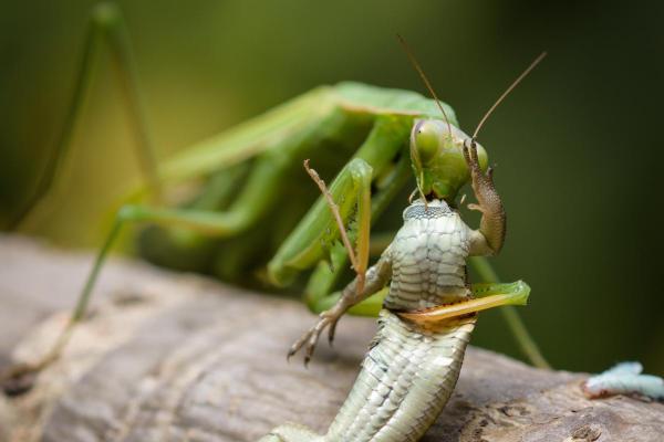 ¿Qué comen las mantis religiosas? - ¿Qué comen las mantis religiosas adultas?