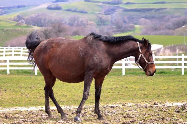 ¿Cuántas veces necesita aparearse una yegua para quedar preñada?  - ¿Cómo saber si una yegua está preñada?