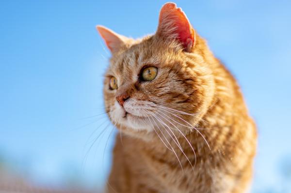 ¿Los gatos pasan por la menopausia? - Ciclo reproductivo de un gato.