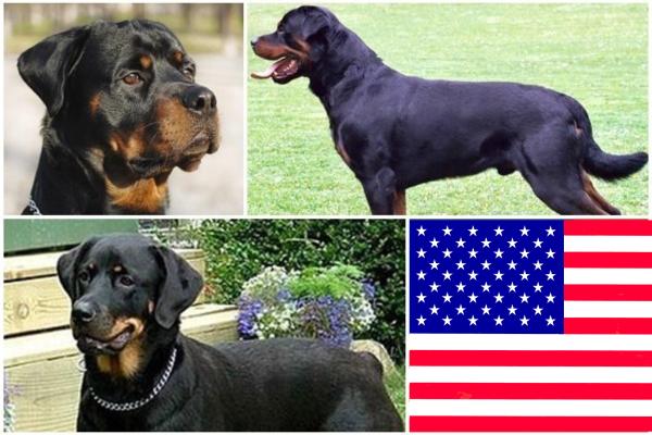 Rottweiler americano vs. Rottweiler alemán - Características del Rottweiler americano