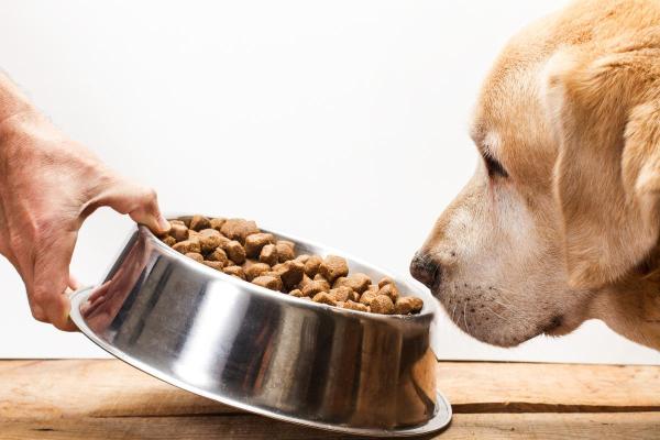 Cuándo aplicar la eutanasia a un perro con insuficiencia renal: ¿Cómo aumentar la esperanza de vida de un perro con insuficiencia renal?