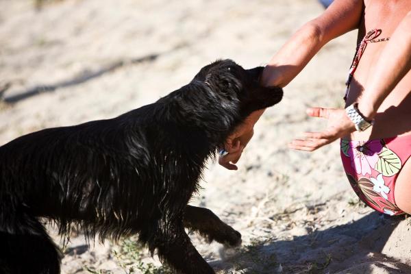 ¿Por qué mi perro me muerde la mano suavemente? - Necesidad de atención