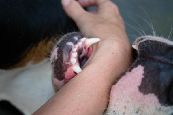 ¿Por qué mi perro me muerde la mano suavemente? - Agresividad