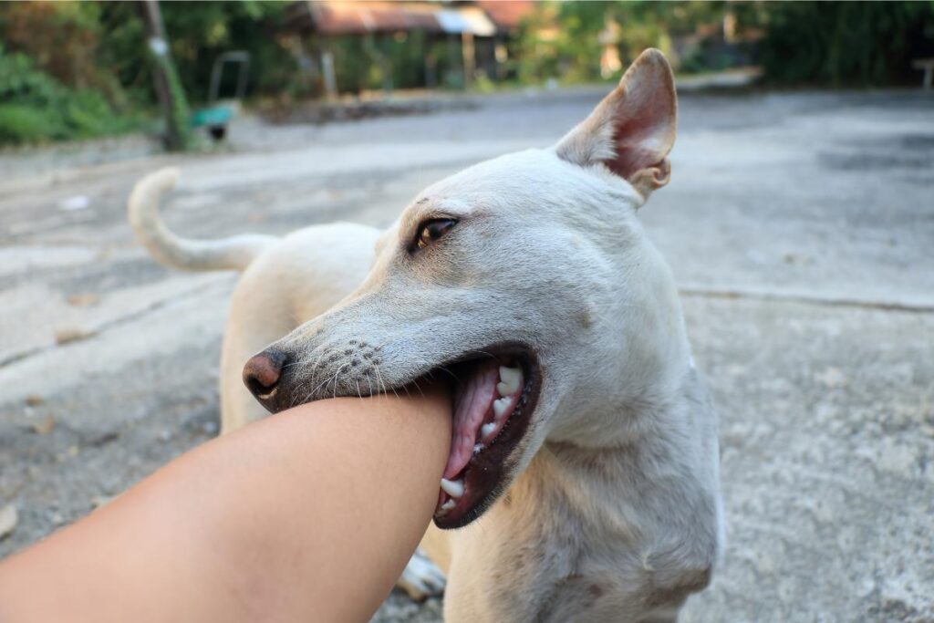 ¿Por Qué Mi Perro Me Muerde La Mano Suavemente? | 2025