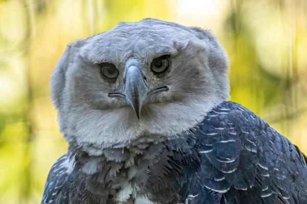 ¿Cómo ven el mundo los pájaros? - ¿Pueden los pájaros ver de frente?
