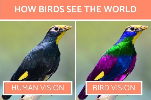 ¿Cómo ven el mundo los pájaros? - ¿Cómo ven los pájaros los colores?