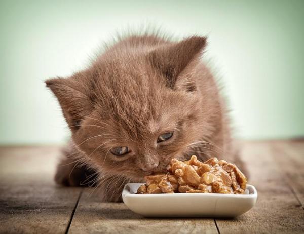 ¿Con qué frecuencia debo alimentar a mi gato?  - Cómo alimentar a un gatito