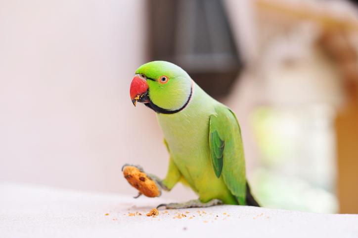 ¿Por Qué Los Loros Tiran Su Comida? ¿por Qué Los Loros Tiran Su Comida?