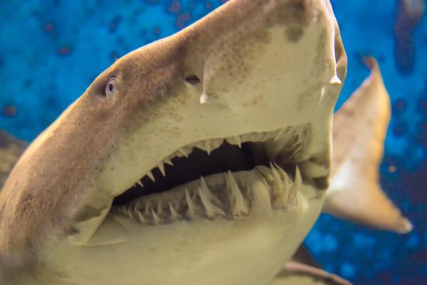 Anatomía de un tiburón - Partes del cuerpo del tiburón - Dientes de tiburón