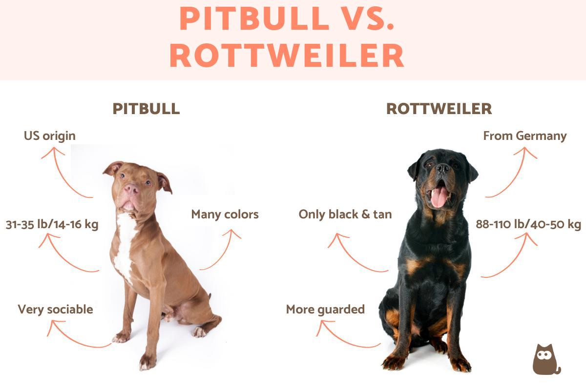 Comparación De Razas Rottweiler Y Pitbull