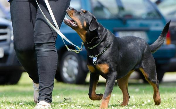 ¿Cómo evito que mi perro ladre a otros perros con correa? - Cómo enseñar a tu perro a pasear con correa