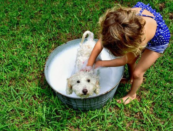 ¿Con qué frecuencia debo bañar y acicalar a un caniche? ¿Con qué frecuencia debo bañar a mi caniche?