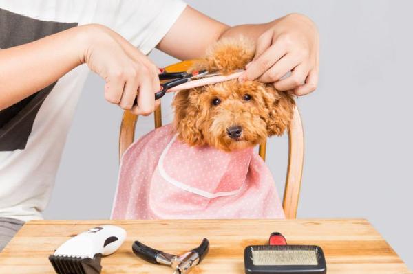 ¿Con qué frecuencia debo bañar y acicalar a un caniche? ¿Con qué frecuencia debo cepillar el pelo de un caniche?