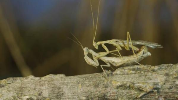 ¿Cómo se reproducen las mantis religiosas? - ¿Cómo se aparean las mantis religiosas?