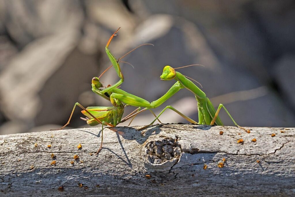 Mantis Insecto ¿Cómo Se Reproducen Las Mantis Religiosas? | 2023