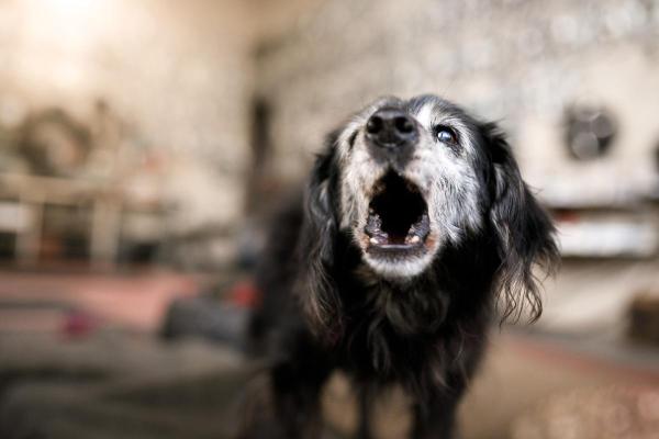 ¿Por qué mi perro me ladra sin motivo?  - ¿Por qué mi perro mayor me ladra sin motivo?
