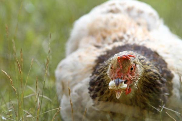 ¿Puedo darles pan a mis gallinas?  - ¿Cómo dar pan a las gallinas?