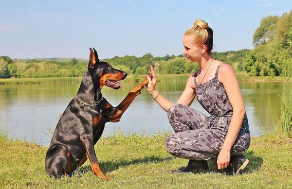 ¿Son los dóberman perros agresivos? - ¿Se considera al Doberman un perro potencialmente peligroso?