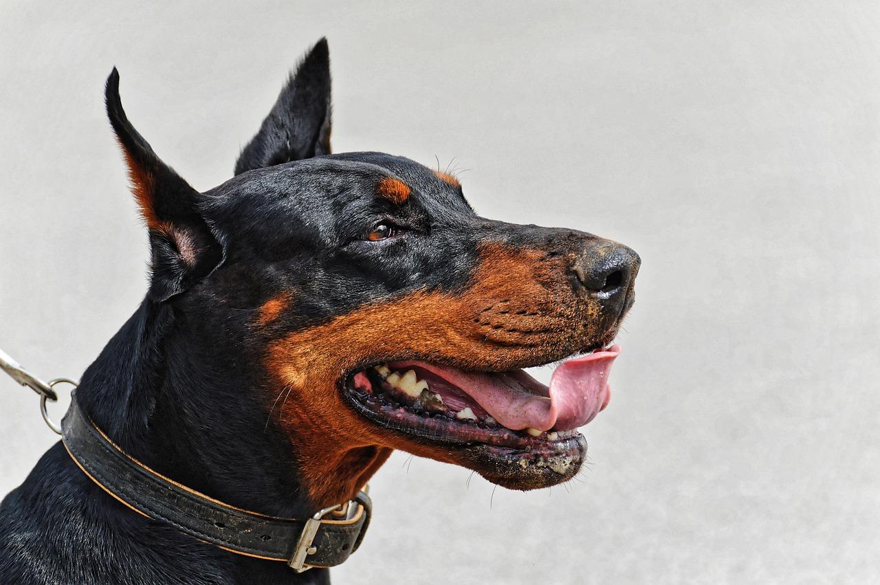 ¿Son Los Dóberman Perros Agresivos? ¿son Los Dóberman Perros Agresivos?