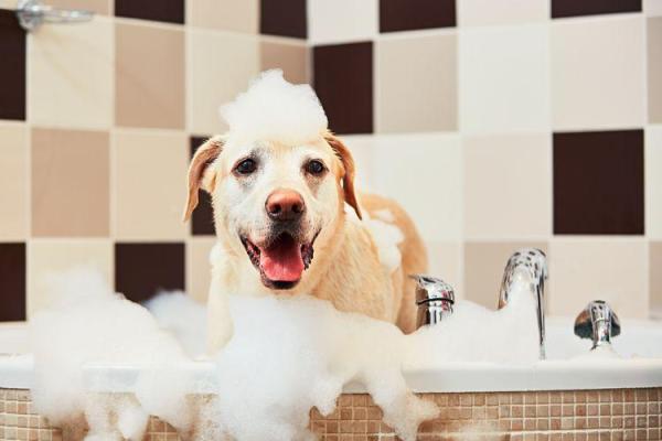 ¿Puedo lavar a mi perro con jabón para platos? - ¿Con qué baño a mi perro si no tengo champú para perros?
