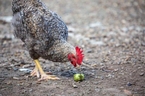 Alimentos prohibidos para gallinas - Semillas de frutas