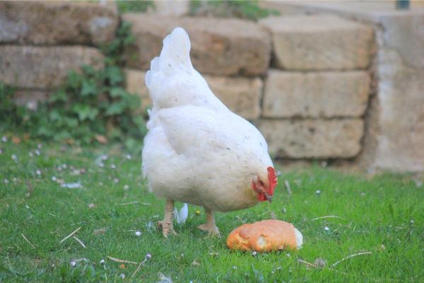 Alimentos prohibidos para las gallinas: sal, azúcar y grasas