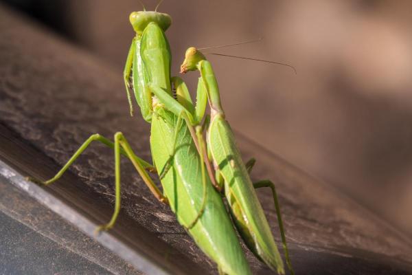 ¿Por qué la mantis religiosa se come a su pareja? - ¿Por qué la mantis religiosa se come al macho?