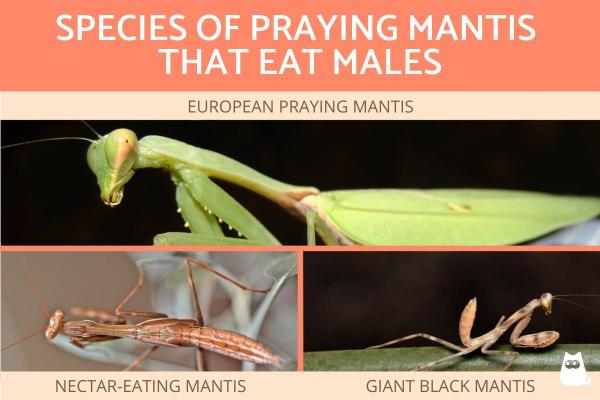 ¿Por qué la mantis religiosa se come a su pareja? - Ejemplos de mantis religiosas que se comen al macho.