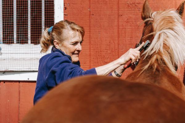 ¿Cuánto tiempo vive un caballo?  - ¿Cómo alargar la vida de un caballo?