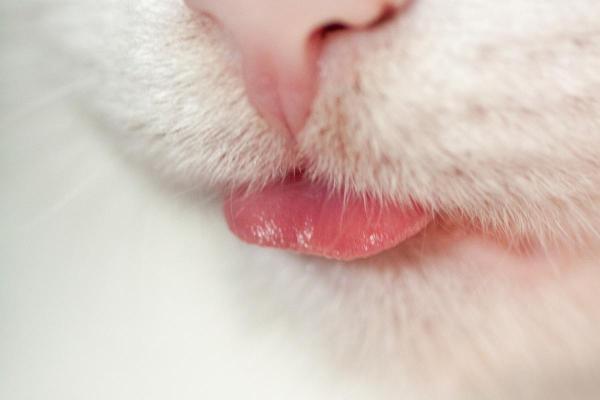 Mi gato saca la lengua - Mi gato saca la lengua mientras duerme