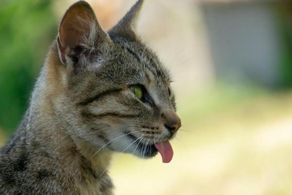 Mi gato saca la lengua - Condicionamiento conductual