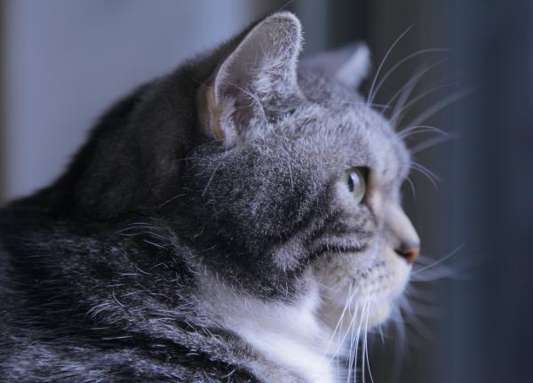 ¿Cuánto tiempo se puede dejar solos a los gatos? - ¿Qué pasa cuando dejo a mi gato solo?
