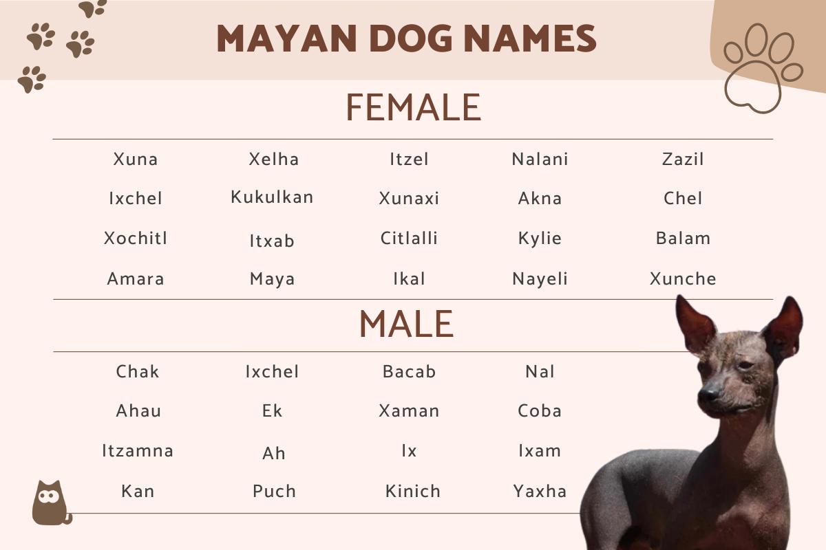 Nombres Mayas Para Perros Macho Y Hembra