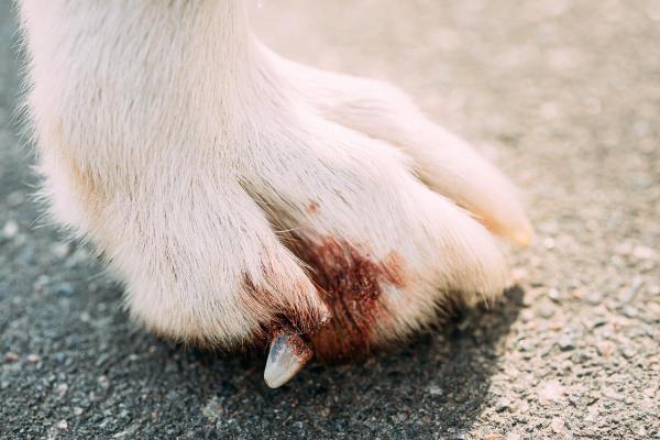 Mi perro cojea cuando camina pero no corre - Heridas, quemaduras y cuerpos extraños
