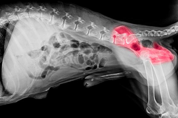 Mi perro cojea cuando camina pero no corre: osteoartritis 