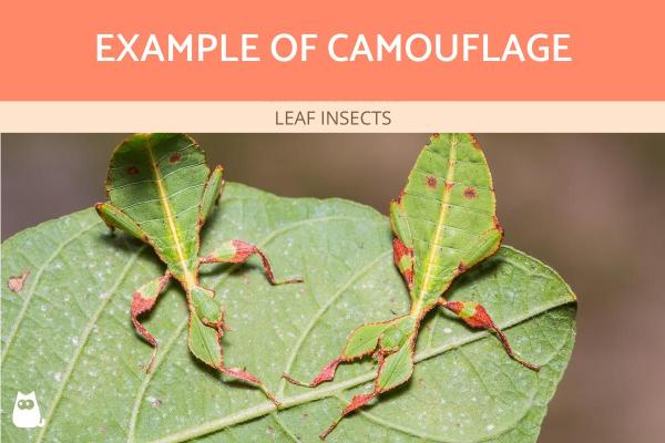 ¿Cuál es la diferencia entre camuflaje y mimetismo? -