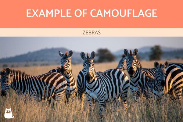 ¿Cuál es la diferencia entre camuflaje y mimetismo? -